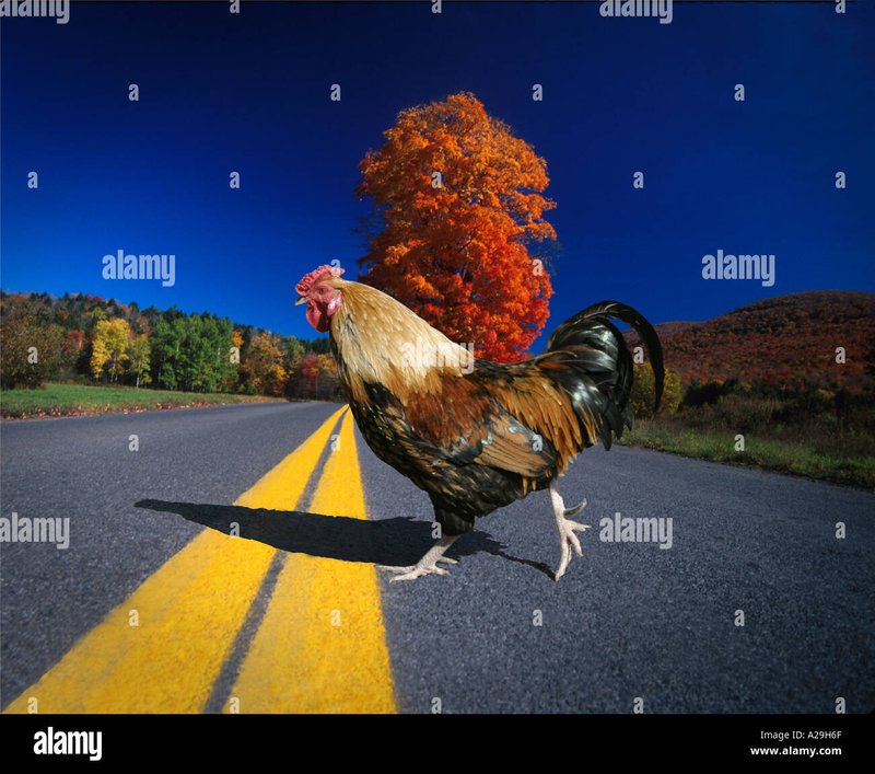 Chicken road gokkast in Netherlands