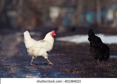 Romania - chicken road joc Romania - chicken road joc